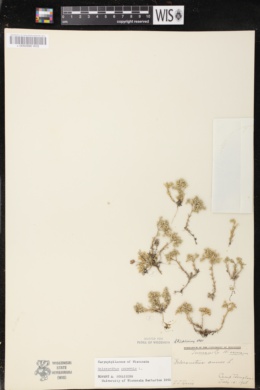 Scleranthus perennis subsp. perennis image