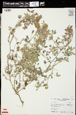 Image of Trifolium diffusum