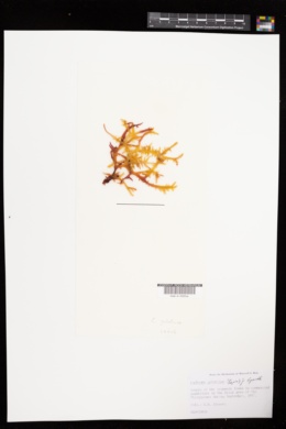 Betaphycus gelatinus image