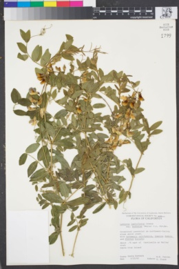 Lathyrus laetiflorus subsp. barbarae image