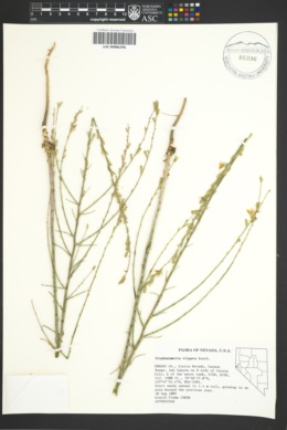 Image of Stephanomeria virgata