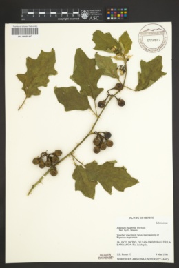 Image of Solanum madrense