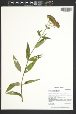 Stevia scabrella image
