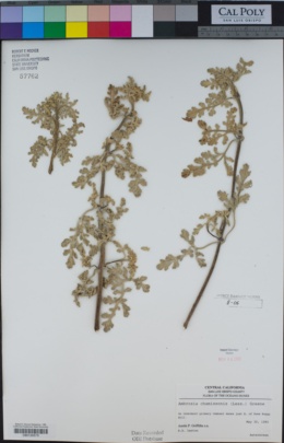 Ambrosia chamissonis image