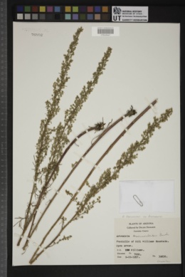 Artemisia dracunculus subsp. dracunculus image