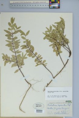 Paxistima myrsinites subsp. myrsinites image