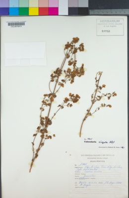 Image of Calceolaria virgata