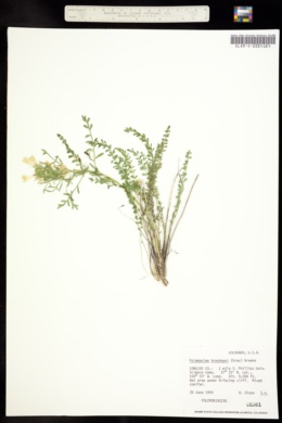 Image of Polemonium brandegei