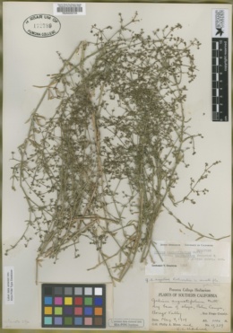 Galium angustifolium subsp. borregoense image