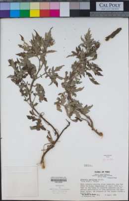 Image of Ambrosia peruviana
