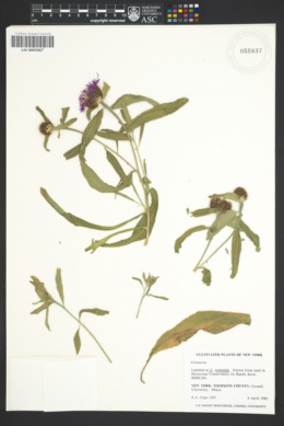 Image of Centaurea orientalis