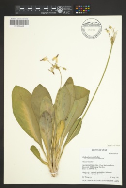 Dodecatheon pulchellum var. zionense image