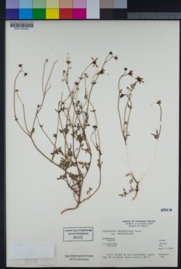 Coreocarpus parthenioides var. parthenioides image