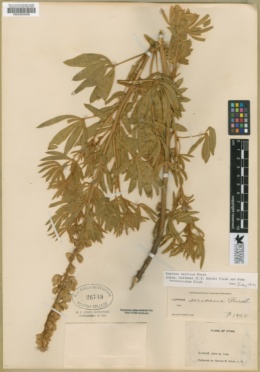 Lupinus sericeus subsp. huffmanii image