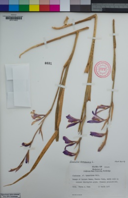 Image of Gladiolus communis