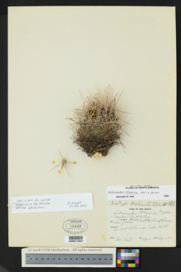 Sclerocactus cloverae image