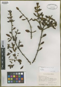 Phoradendron breedlovei image