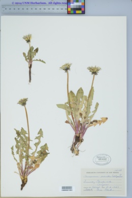 Image of Taraxacum croceum