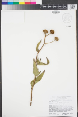 Image of Helianthus annuus