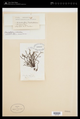 Cladostephus spongiosus f. verticillatus image