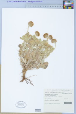 Anemocarpa podolepidium image