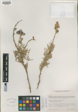 Image of Lupinus austrosericeus