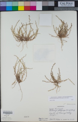 Pectocarya heterocarpa image