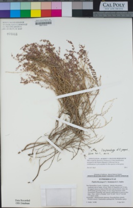 Euphorbia jaegeri image
