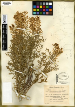Astragalus tweedyi image