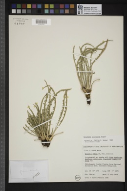 Oenothera acutissima image