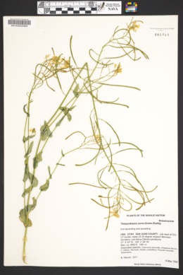 Thelypodiopsis aurea image