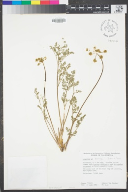 Image of Lomatium torreyi