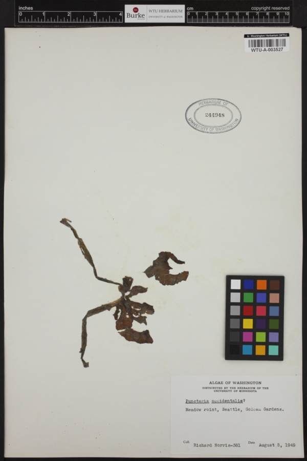 Punctaria occidentalis image