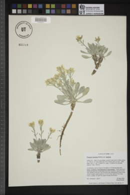 Physaria lepidota subsp. lepidota image