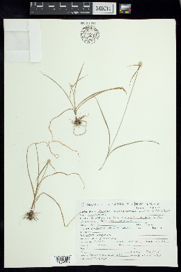 Cyperus michoacanensis image