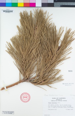 Image of Pinus thunbergii