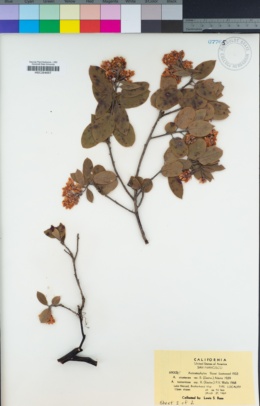 Arctostaphylos crustacea subsp. rosei image