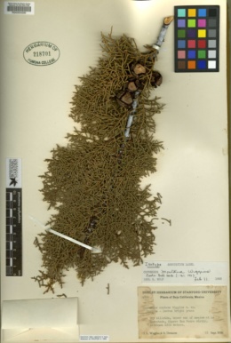 Cupressus montana image