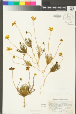 Leptosyne californica image