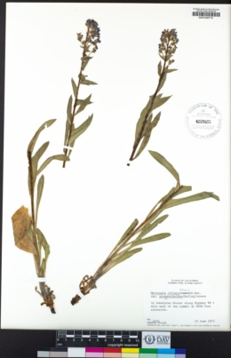 Mertensia ciliata var. stomatechoides image