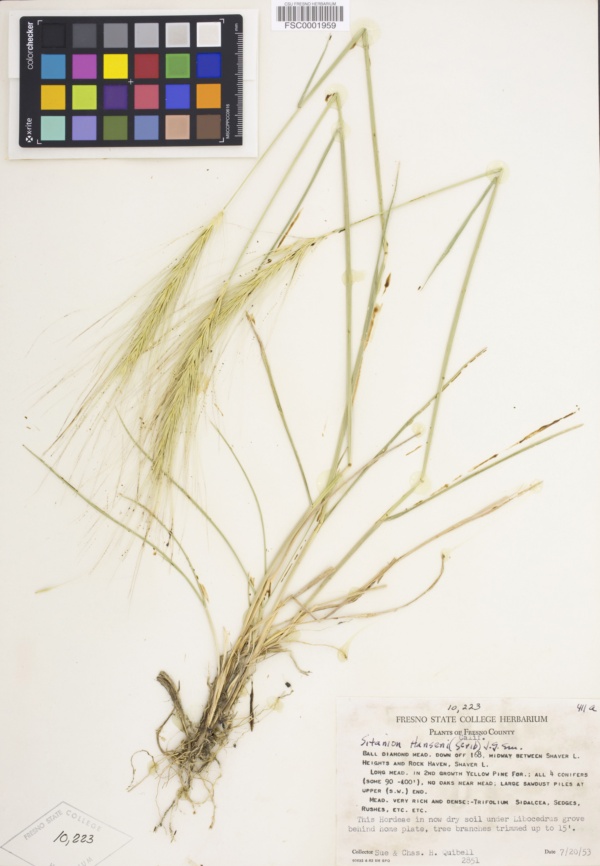 Elymus × hansenii image