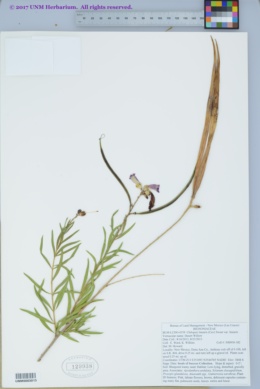Chilopsis linearis subsp. linearis image
