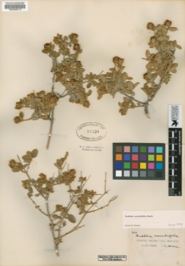 Image of Buddleja marrubiifolia