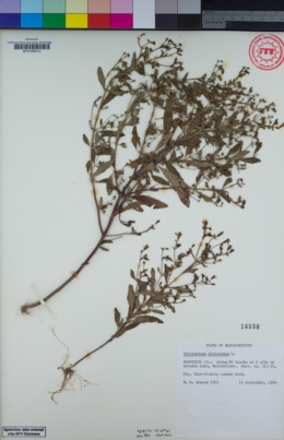 Image of Trichostema dichotomum
