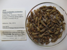 Elimia arachnoidea image