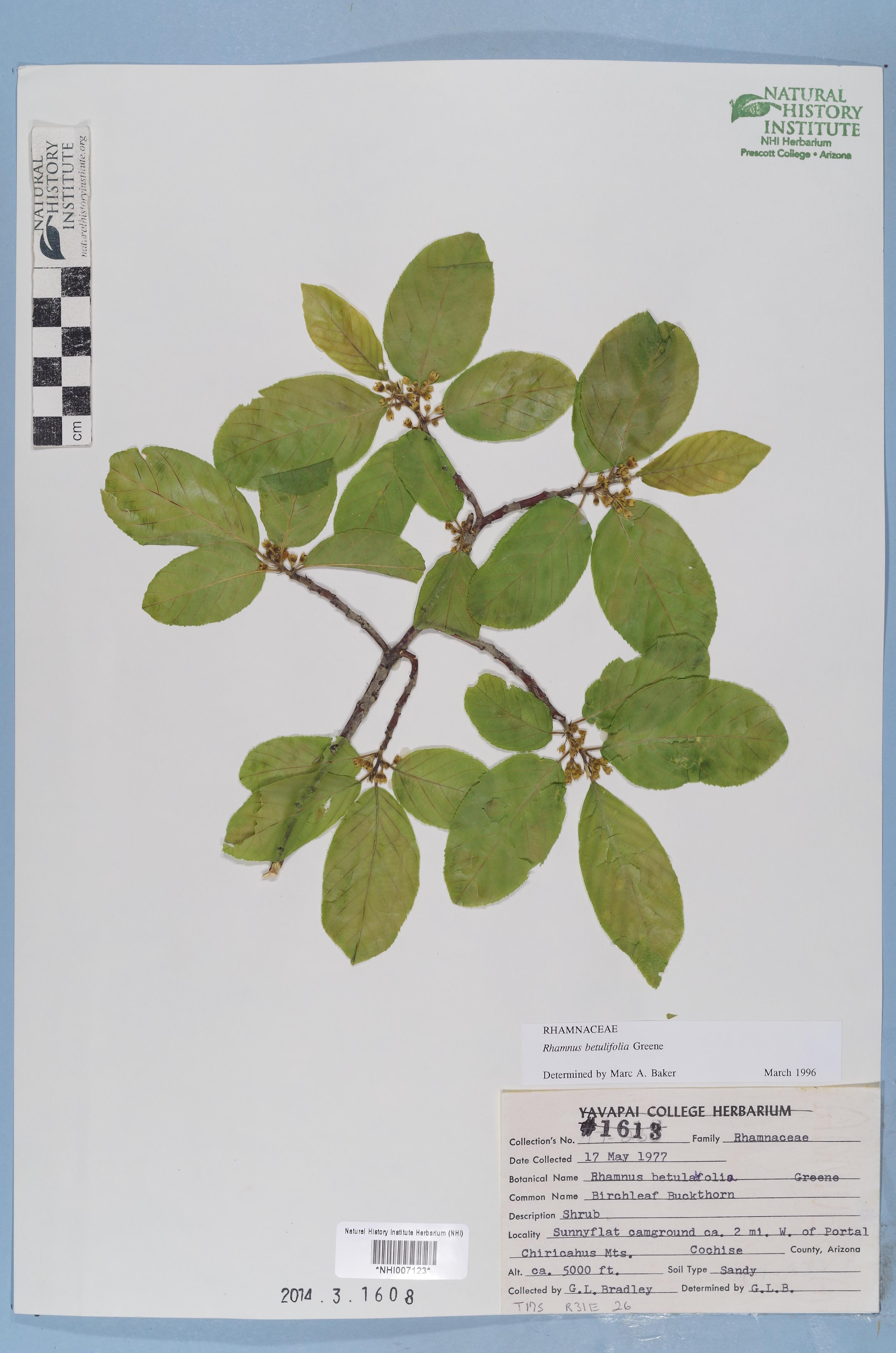 Image of Rhamnus betulaefolia