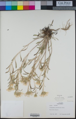 Image of Townsendia grandiflora