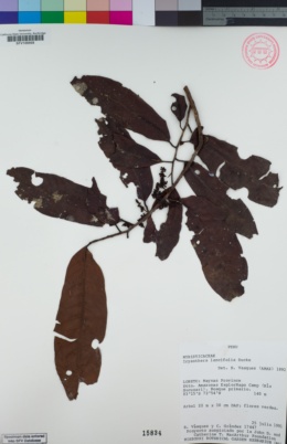 Image of Iryanthera lancifolia