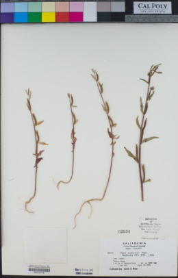 Image of Clarkia tembloriensis