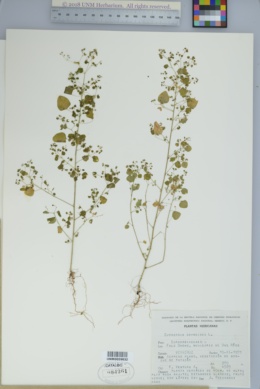 Image of Euphorbia ocymoidea